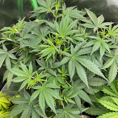 Ganja Runtz Auto - by Killicz growlog timeline photo