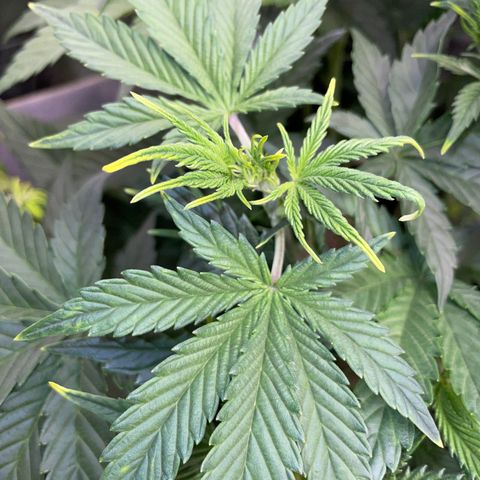 Ganja Runtz Auto - by Killicz growlog timeline photo