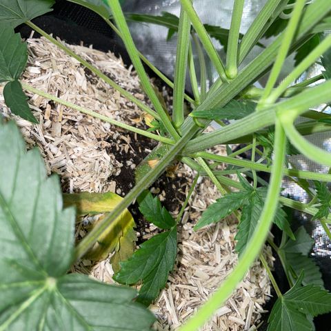 Ganja Runtz Auto - by Killicz growlog timeline photo