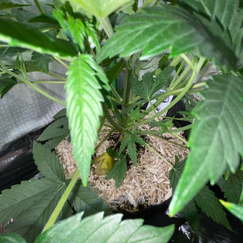 Ganja Runtz Auto - by Killicz growlog timeline photo