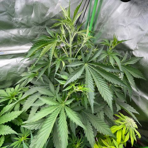 Papaya Dragon Auto - by Killicz growlog timeline photo