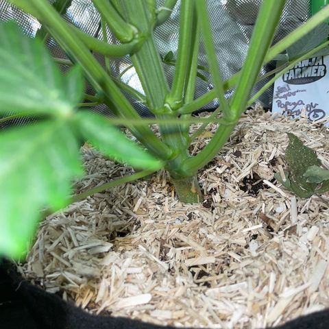 Papaya Dragon Auto - by Killicz growlog timeline photo