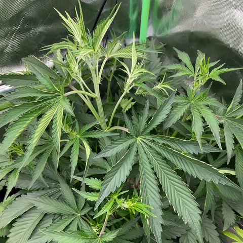 Papaya Dragon Auto - by Killicz growlog timeline photo