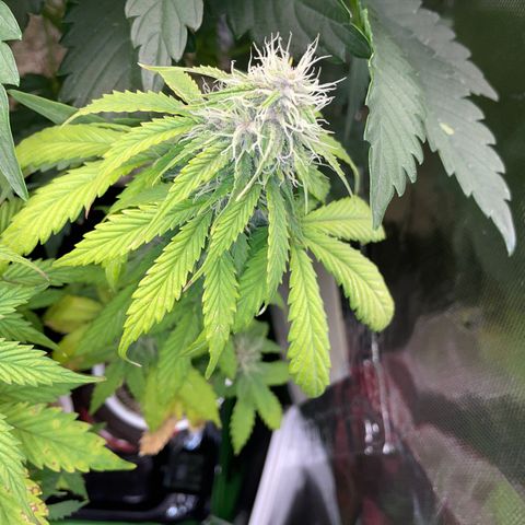 Mimosa Auto - Solo Cup Test 4 - by Killicz growlog timeline photo