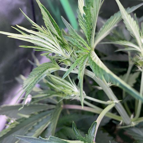 Papaya Dragon Auto - by Killicz growlog timeline photo