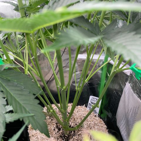 Papaya Dragon Auto - by Killicz growlog timeline photo