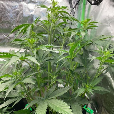 Papaya Dragon Auto - by Killicz growlog timeline photo