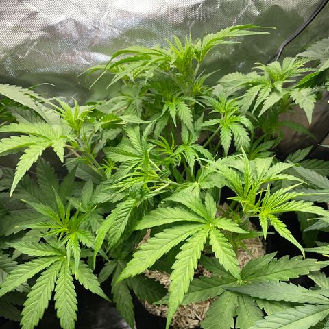 HulkBerry Automatic - by Killicz growlog timeline photo