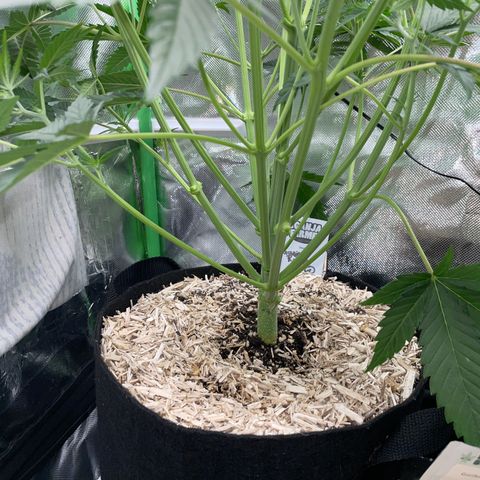 Ganja Runtz Auto - by Killicz growlog timeline photo