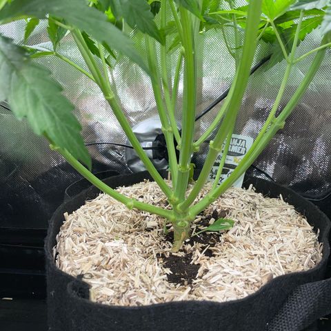 HulkBerry Automatic - by Killicz growlog timeline photo