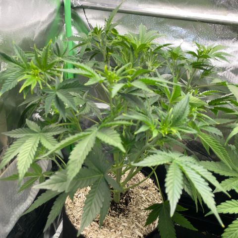 Ganja Runtz Auto - by Killicz growlog timeline photo