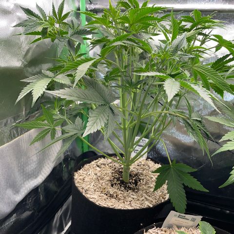 Ganja Runtz Auto - by Killicz growlog timeline photo