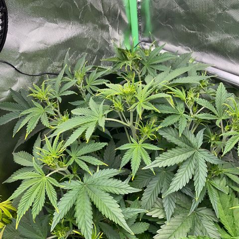 Ganja Runtz Auto - by Killicz growlog timeline photo