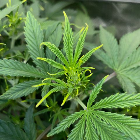 Ganja Runtz Auto - by Killicz growlog timeline photo