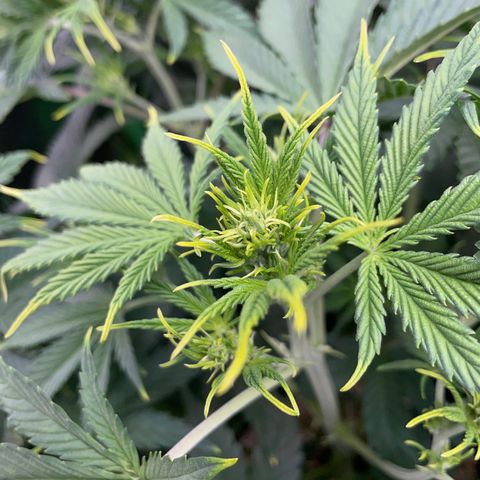 Ganja Runtz Auto - by Killicz growlog timeline photo