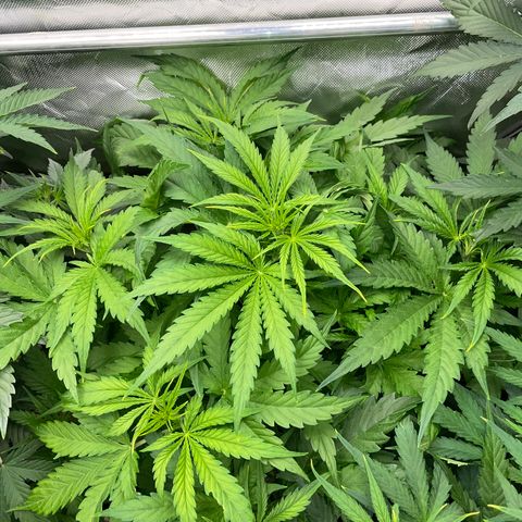 HulkBerry Automatic - by Killicz growlog timeline photo