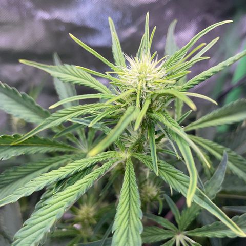 Papaya Dragon Auto - by Killicz growlog timeline photo