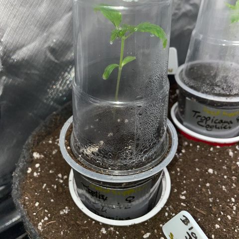 Black Domina - by Killicz growlog timeline photo