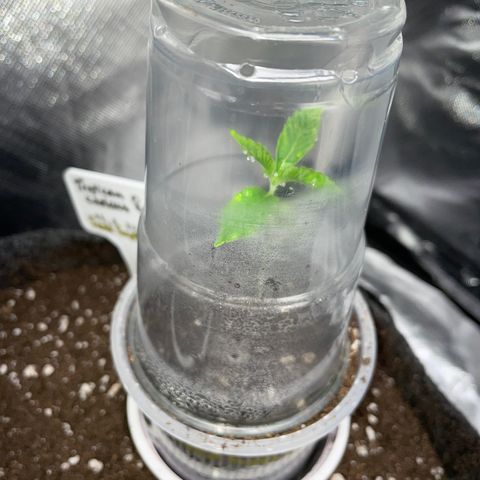 Tropicana Cookies - by Killicz growlog timeline photo
