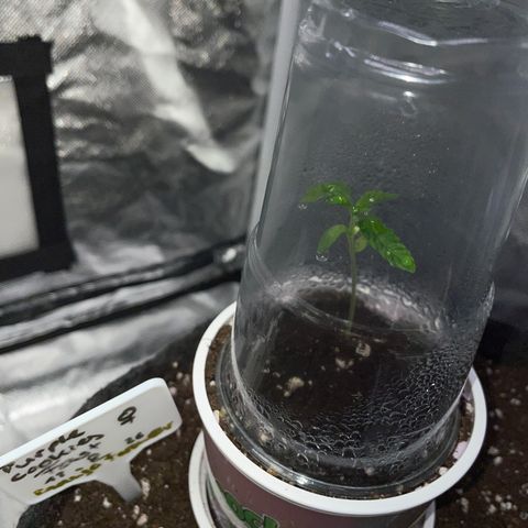 Purple Cookies Fast - by Killicz growlog timeline photo