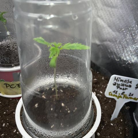 Mimosa Zkittlez Fast - by Killicz growlog timeline photo