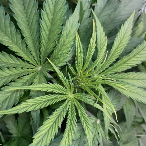 HulkBerry Automatic - by Killicz growlog timeline photo