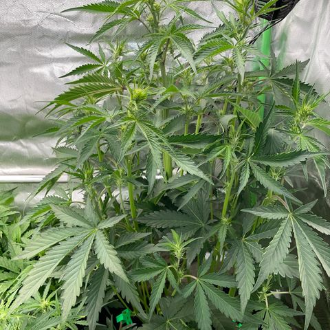 Papaya Dragon Auto - by Killicz growlog timeline photo
