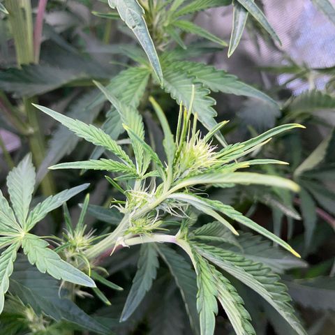 Papaya Dragon Auto - by Killicz growlog timeline photo