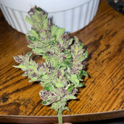Purple Cookies XL Auto - by KilliczGe  growlog timeline photo