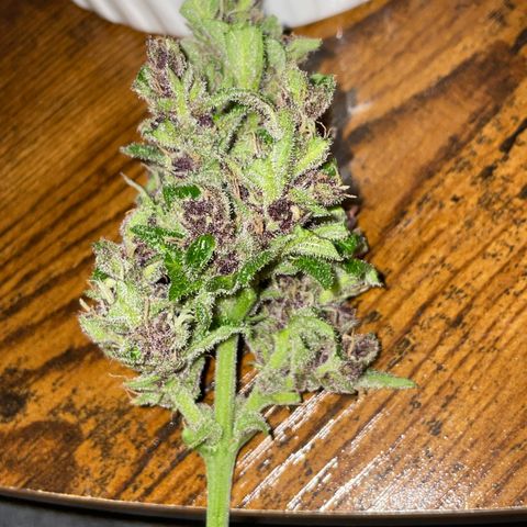 Purple Cookies XL Auto - by KilliczGe  growlog timeline photo
