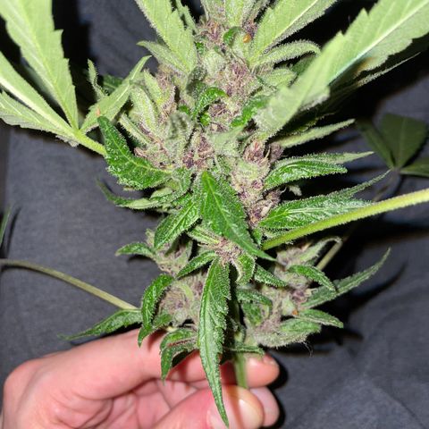 Purple Cookies XL Auto - by KilliczGe  growlog timeline photo