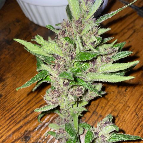 Purple Cookies XL Auto - by KilliczGe  growlog timeline photo