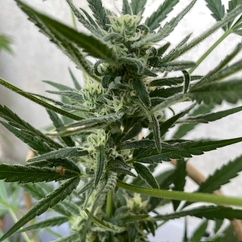 Ganja Runtz Auto - by KilliczGe  growlog timeline photo