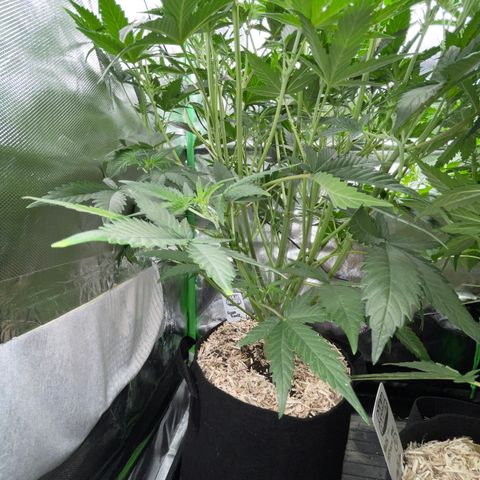 Ganja Runtz Auto - by Killicz growlog timeline photo