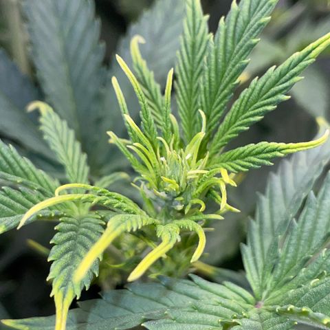 Ganja Runtz Auto - by Killicz growlog timeline photo