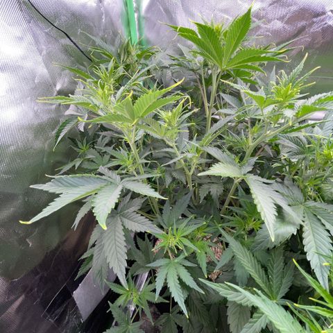 Ganja Runtz Auto - by Killicz growlog timeline photo