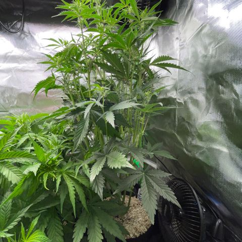 Papaya Dragon Auto - by Killicz growlog timeline photo