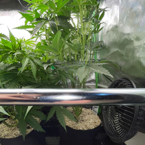 Papaya Dragon Auto - by Killicz growlog timeline photo
