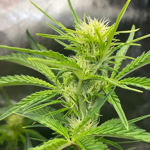 Papaya Dragon Auto - by Killicz growlog timeline photo