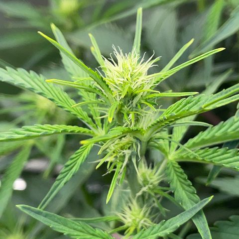 Papaya Dragon Auto - by Killicz growlog timeline photo
