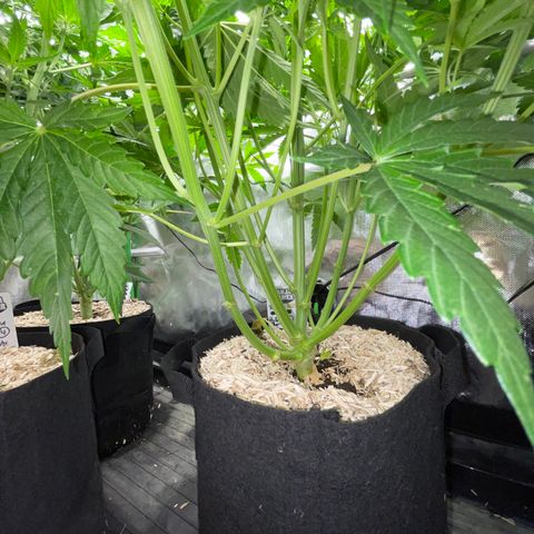 HulkBerry Automatic - by Killicz growlog timeline photo