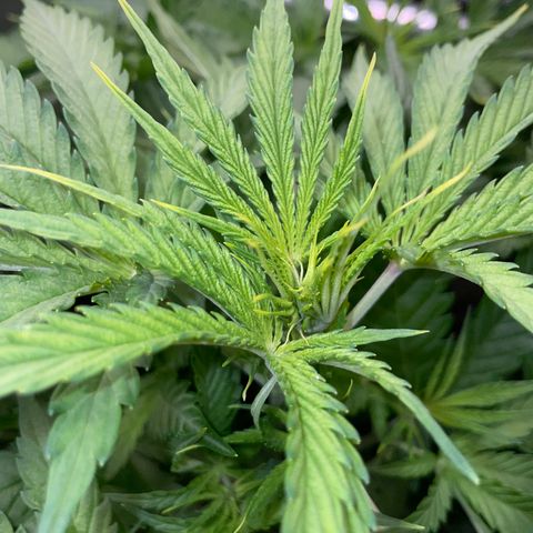 HulkBerry Automatic - by Killicz growlog timeline photo
