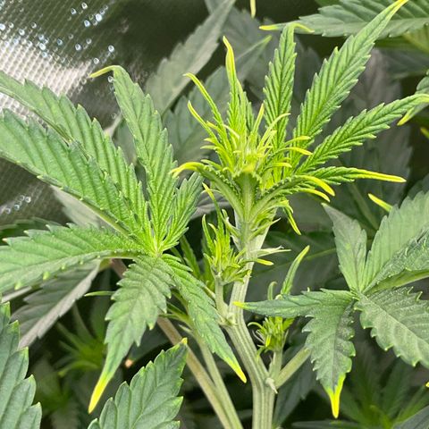 Ganja Runtz Auto - by Killicz growlog timeline photo