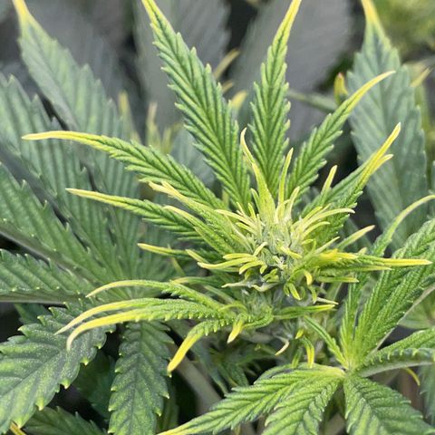 Ganja Runtz Auto - by Killicz growlog timeline photo