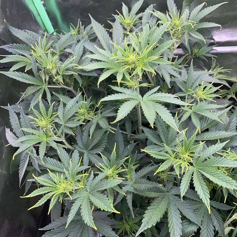 Ganja Runtz Auto - by Killicz growlog timeline photo