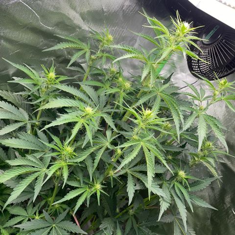 Papaya Dragon Auto - by Killicz growlog timeline photo