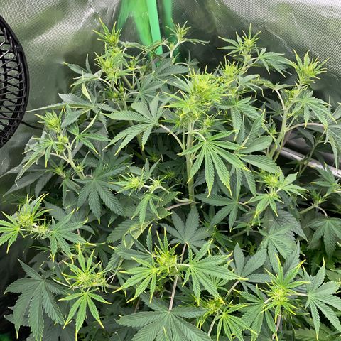 Ganja Runtz Auto - by Killicz growlog timeline photo