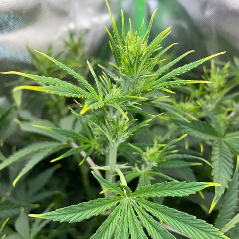 Ganja Runtz Auto - by Killicz growlog timeline photo