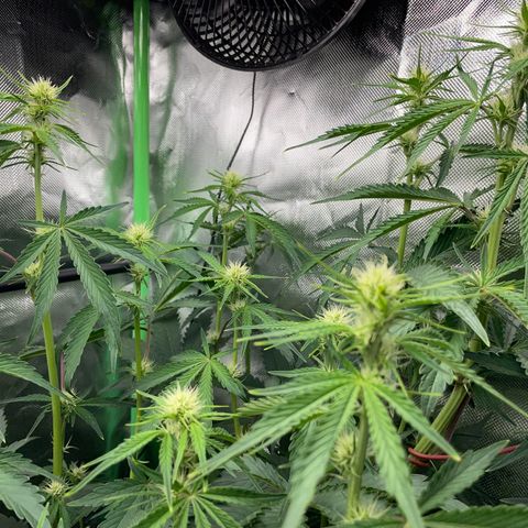 Papaya Dragon Auto - by Killicz growlog timeline photo