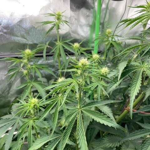 Papaya Dragon Auto - by Killicz growlog timeline photo